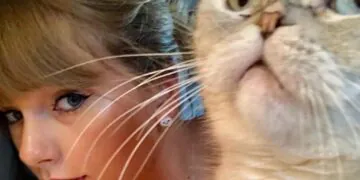 1673168859 Son Chat Fait Partie Des Animaux De Compagnie Les Plus