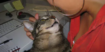 16-onglets-les-souvenirs-du-chat