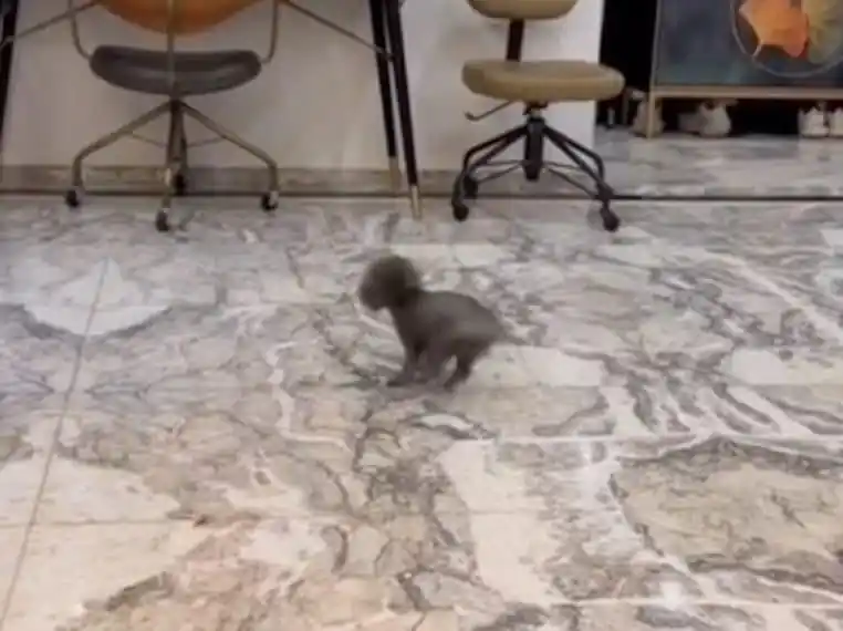 chiot tornade