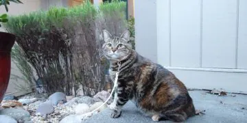 Dimanche avec des onglets le chat, mascotte de blog de maquillage et de beauté, vol.  743