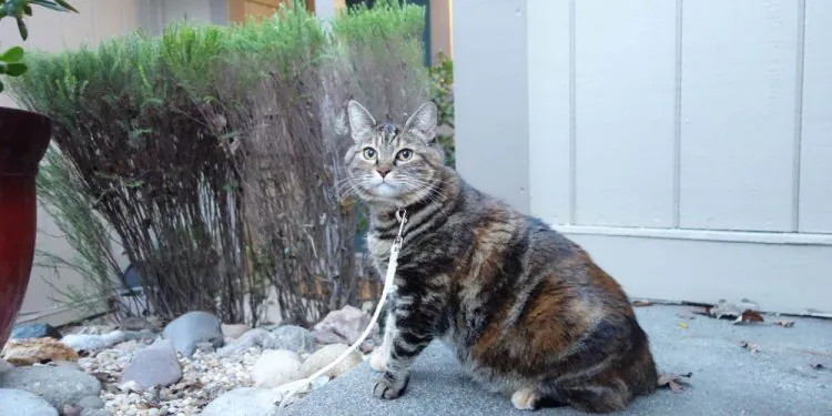  Dimanche avec des onglets le chat, mascotte de blog de maquillage et de beauté, vol.  743
