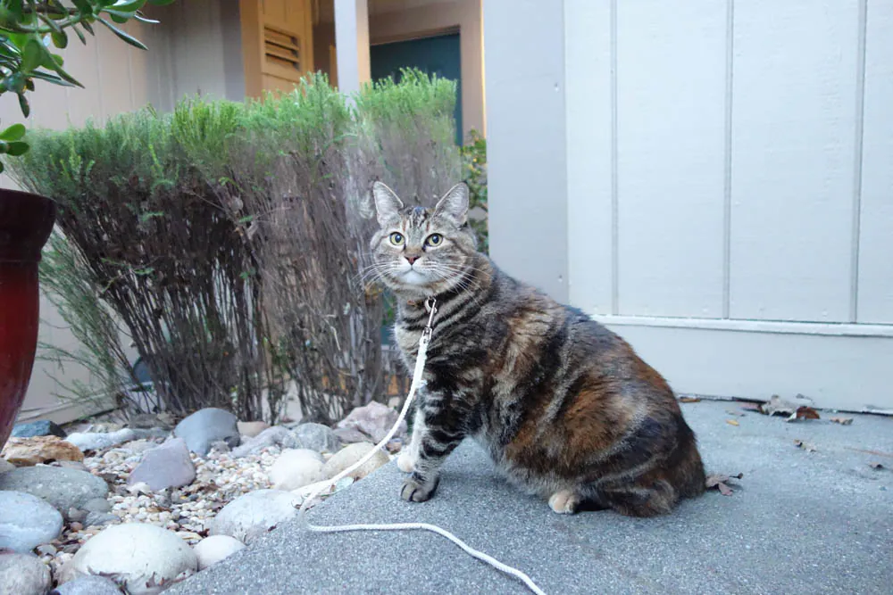 Dimanche avec des onglets le chat, mascotte de blog de maquillage et de beauté, vol.  743