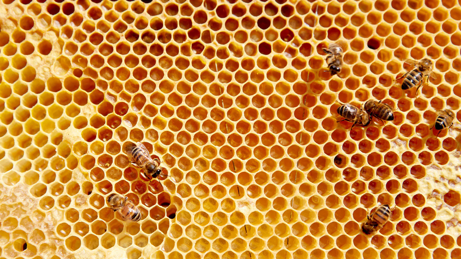 Un cadre en bois avec motif en nid d'abeille avec un petit nombre d'abeilles