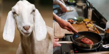 Directeur de zoo, il abat quatre de ses chèvres pour les servir à un banquet