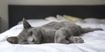 Est-ce une bonne idée de dormir avec son chat ?