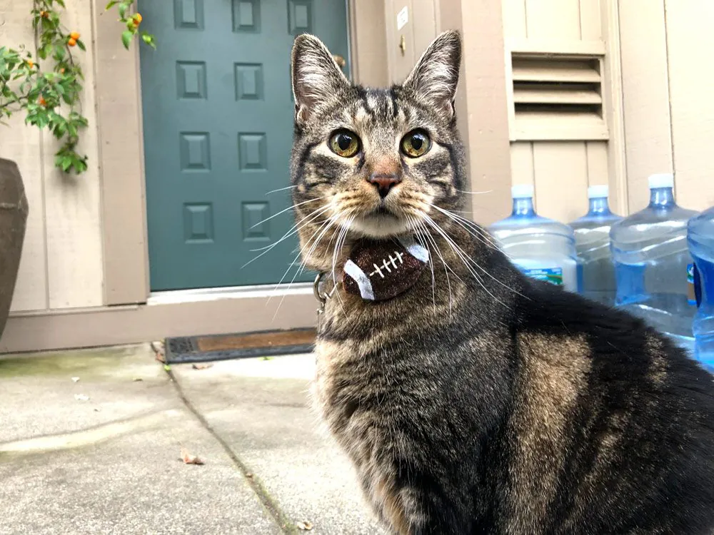 Dimanche avec des onglets le chat, mascotte de blog de maquillage et de beauté, Vol.  748