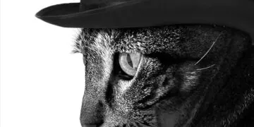 Dimanche avec des onglets le chat, mascotte de blog de maquillage et de beauté, vol.  749