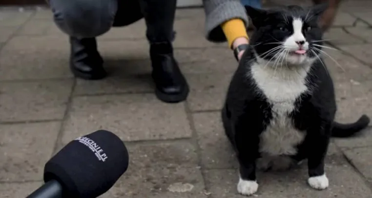 chat interview gacek pologne insolite