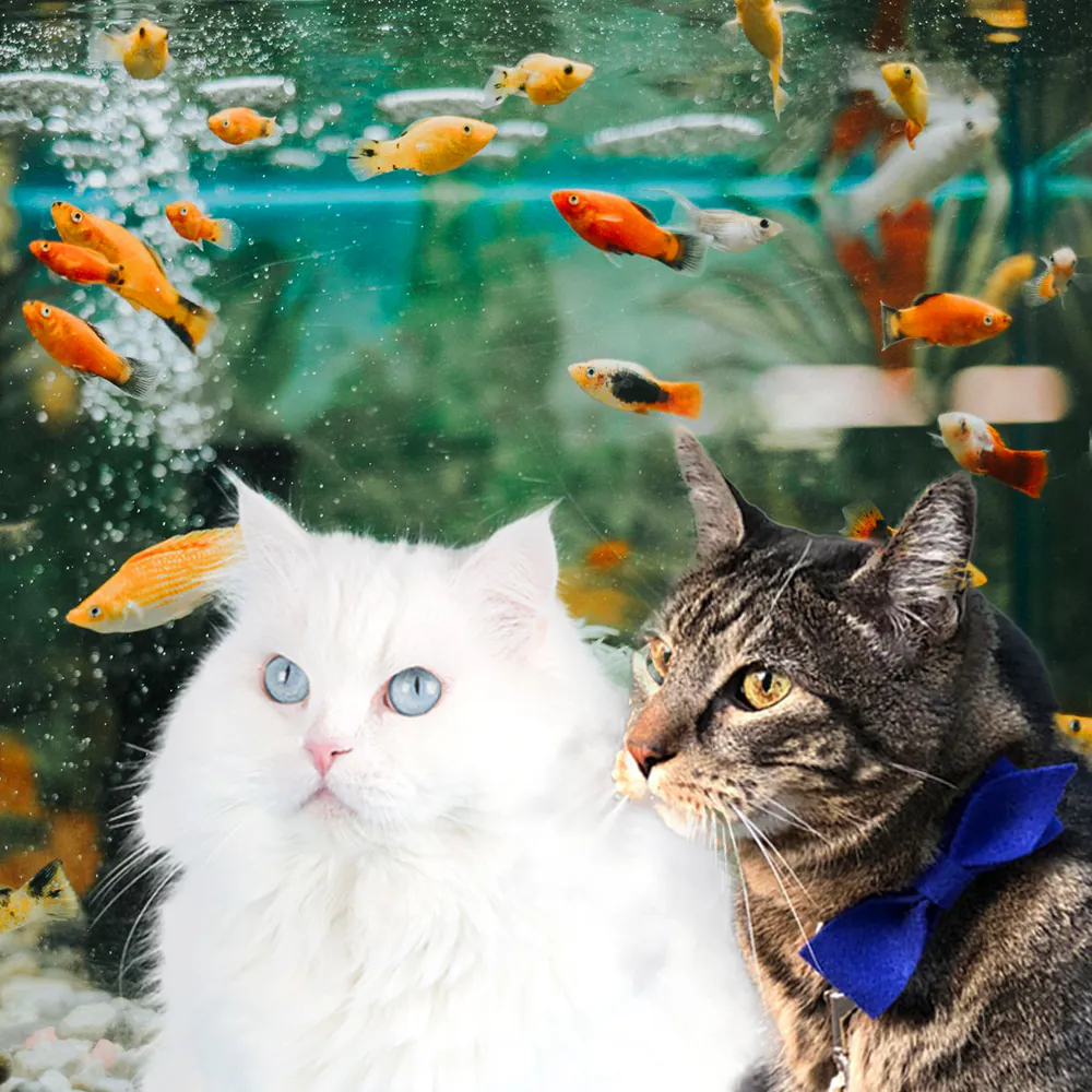 Dimanche avec des onglets le chat, mascotte de blog de maquillage et de beauté, vol.  750