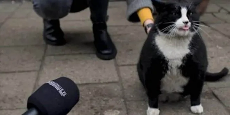 Ce très gros chat est une star, il devient une attraction touristique