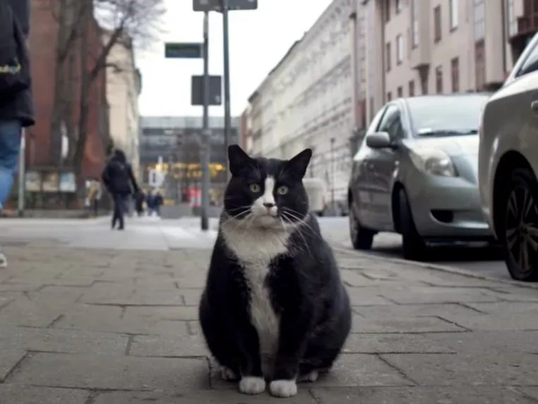 Gacek chat pologne google maps star