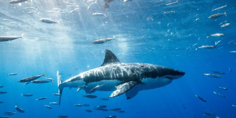 Dans une rare attaque, un grand requin blanc décapite un plongeur au Mexique.  Mais pourquoi?