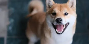 Le prix des pièces Shiba Inu maintient sa tendance à la hausse alors que Bitcoin dégringole