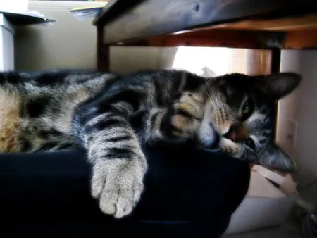 Dimanche avec des onglets le chat, mascotte de blog de maquillage et de beauté, vol.  751