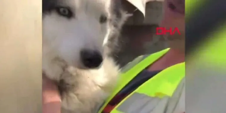 Séisme en Turquie : un chien miraculeusement retrouvé vivant après 22 jours dans les décombres