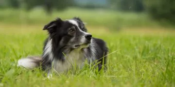 Chienne