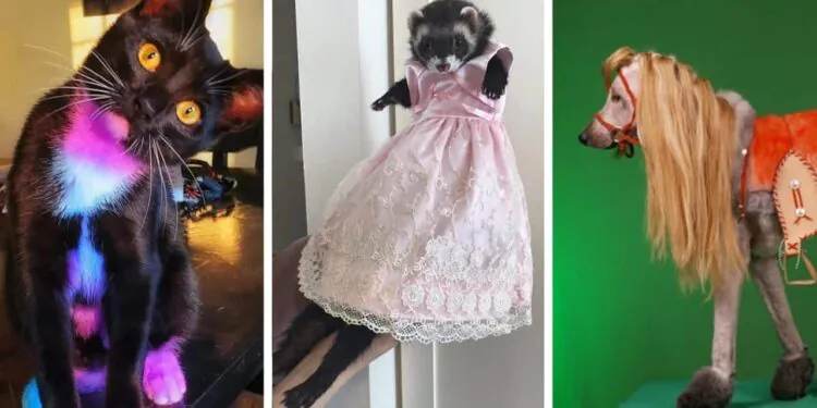 ces animaux ridiculisés par leurs maîtres