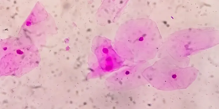 Qu'est-ce que le microbiote vaginal ?