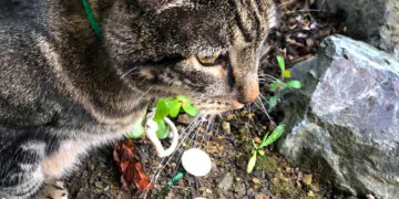 Dimanche avec des onglets le chat, mascotte de blog de maquillage et de beauté, vol. 752