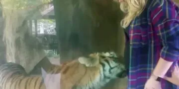 Quand ce tigre verra que cette femme est enceinte, il fera quelque chose d'incroyable !  (vidéo)