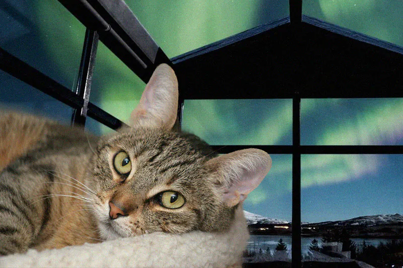 Dimanche avec des onglets le chat, mascotte de blog de maquillage et de beauté, vol. 753