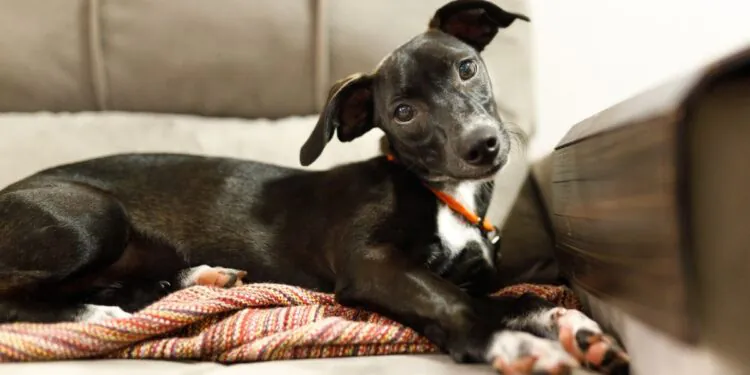 Pourquoi les chiens penchent-ils la tête ?