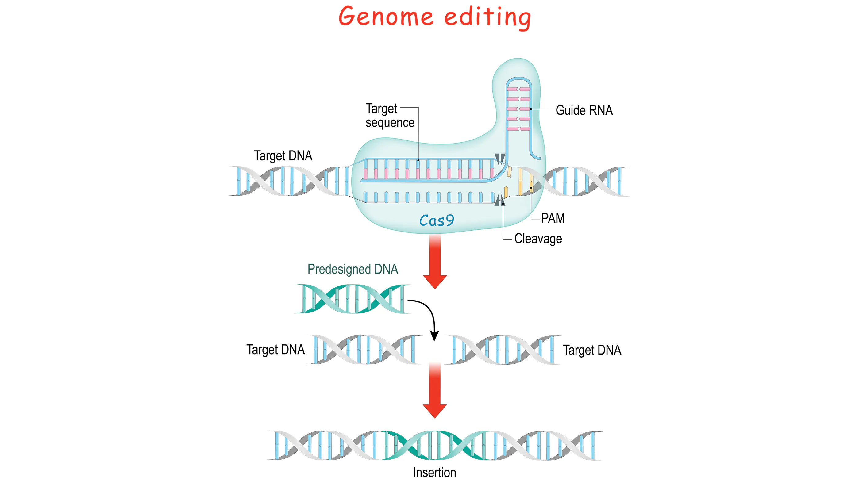 Voici une ventilation du fonctionnement de l'édition de gènes Crispr.