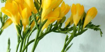 Blog maquillage et beauté Sondage du lundi, Vol.  771