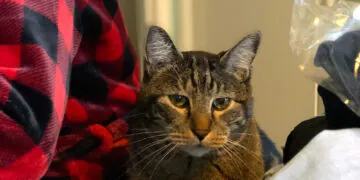  Dimanche avec des onglets le chat, mascotte de blog de maquillage et de beauté, vol.  751