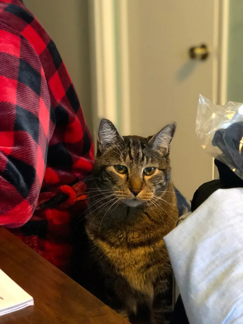 Dimanche avec des onglets le chat, mascotte de blog de maquillage et de beauté, vol.  751