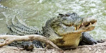 Quels animaux ont la morsure la plus forte ?