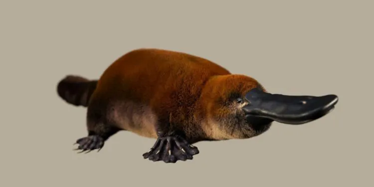 Un ancien fossile ressemblant à un ornithorynque pourrait réécrire l'histoire des mammifères pondeurs d'œufs