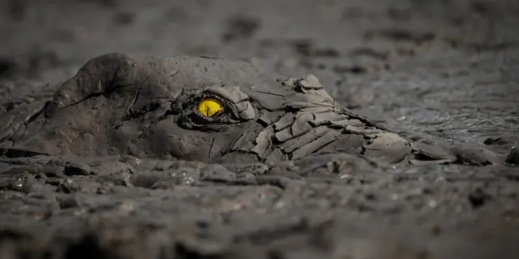Un crocodile effrayant et des "tripes" glaciaires parmi les superbes gagnants du concours de photographie de la nature