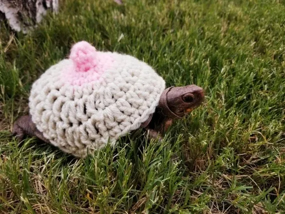 ces animaux ridiculisés par leurs maîtres