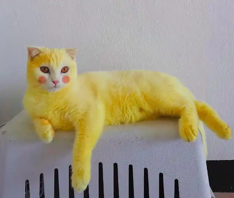 ces animaux ridiculisés par leurs maîtres