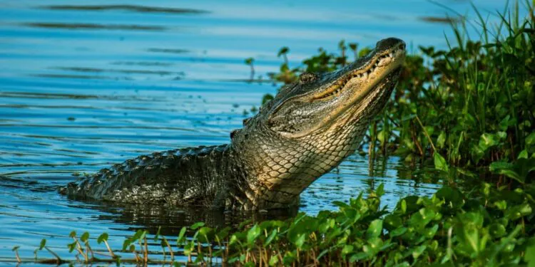 Un garçon de 2 ans disparu retrouvé mort dans la bouche d'un alligator