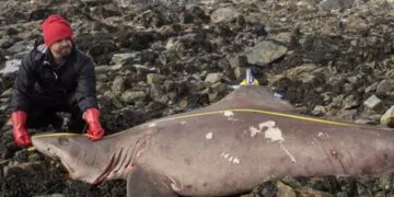 un requin, très rarement visible, s'échoue sur la côte