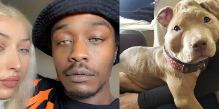 twitter chien rop condamne