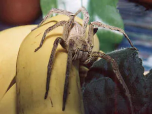 araignée banane