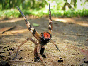 araignée banane