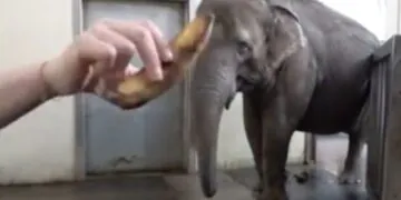 Regardez un éléphant éplucher une banane avec sa trompe dans une incroyable séquence inédite