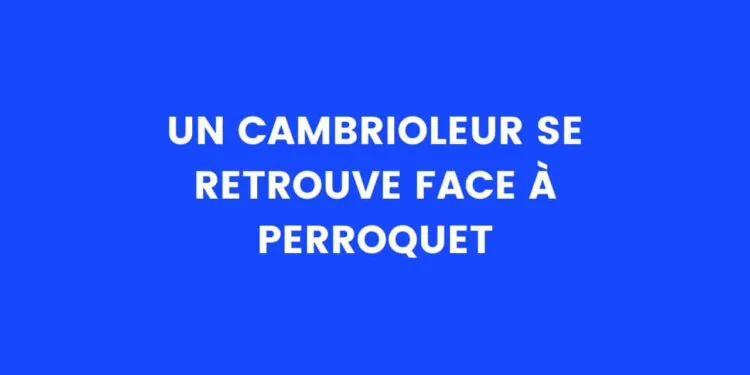 un cambrioleur tombe nez à nez avec un perroquet