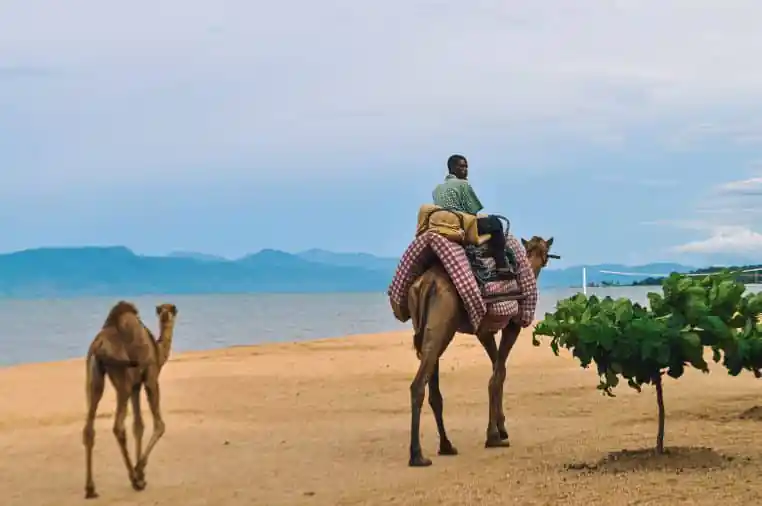 Blague du jour : Un touriste fait une balade à dos de chameau pour la première fois - TDN