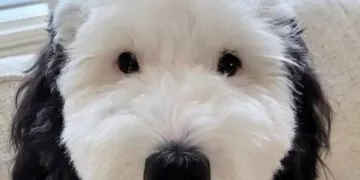 #image_title