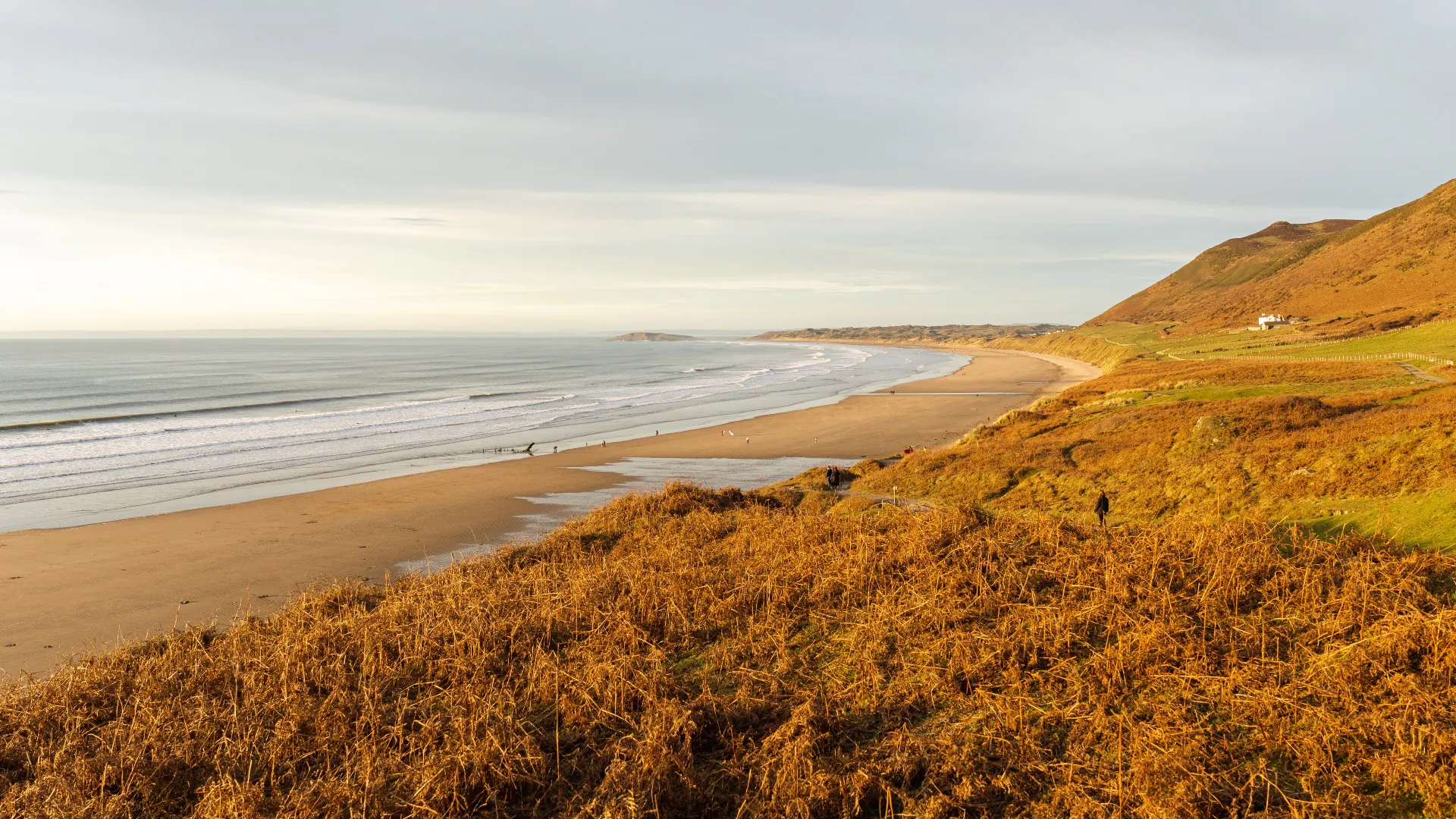 Photographie côtière d'herbes longues sur la côte baignée de soleil chaud.
