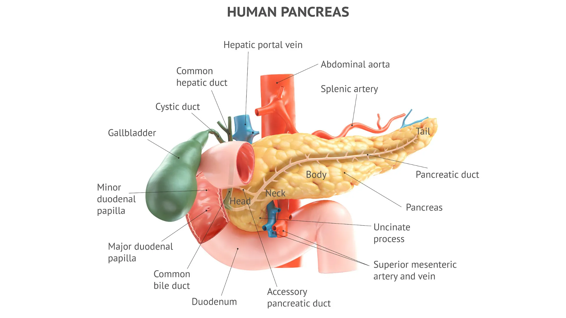 Illustration anatomiquement précise du pancréas humain avec vésicule biliaire, duodénum et vaisseaux sanguins.  Rendu 3D avec des légendes de texte correctement placées de toutes les parties anatomiques.