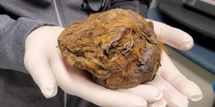 Une boule de poils de 30 000 ans cachée dans le pergélisol canadien est en fait un écureuil momifié