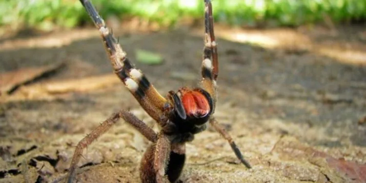 L'araignée banane, cette araignée qui peut provoquer des érections durant plusieurs heures !