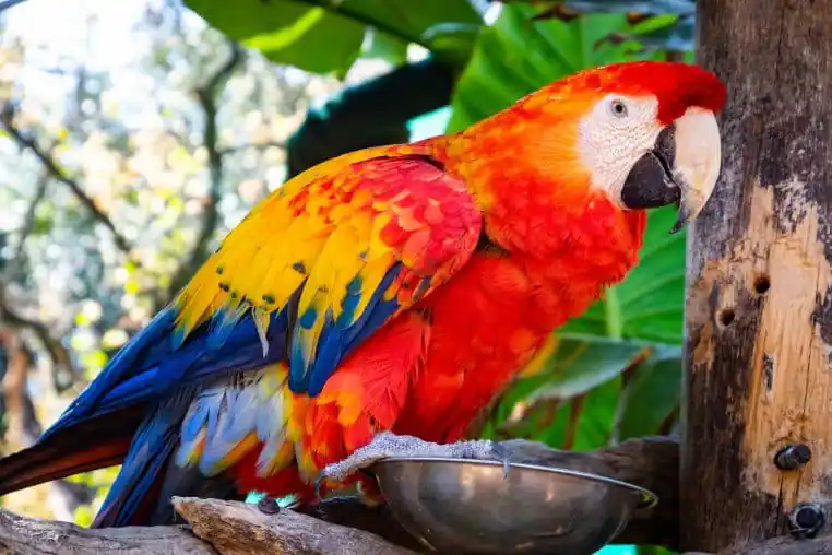 Blague du jour : un cambrioleur se retrouve nez à nez avec un perroquet