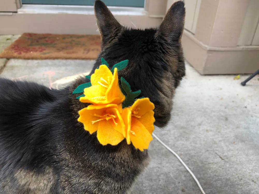 Dimanche avec des onglets le chat, mascotte de blog de maquillage et de beauté, Vol.  759